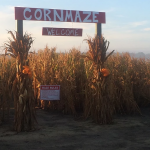 Southern Palmetto Farms Corn Maze